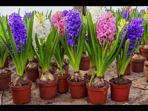 Как правильно хранить луковицы гиацинтов после цветения?