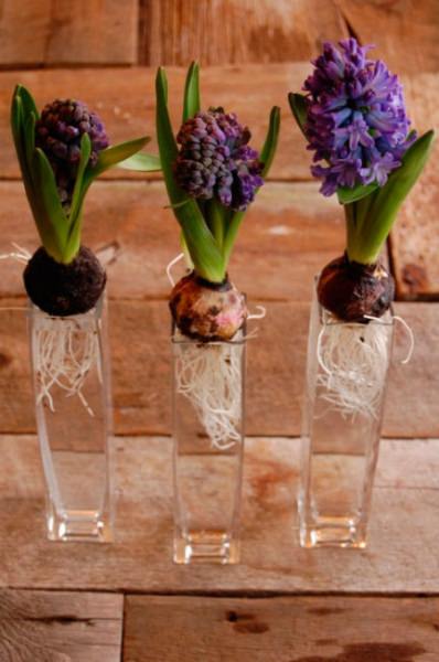 Как правильно хранить луковицы гиацинтов после цветения?