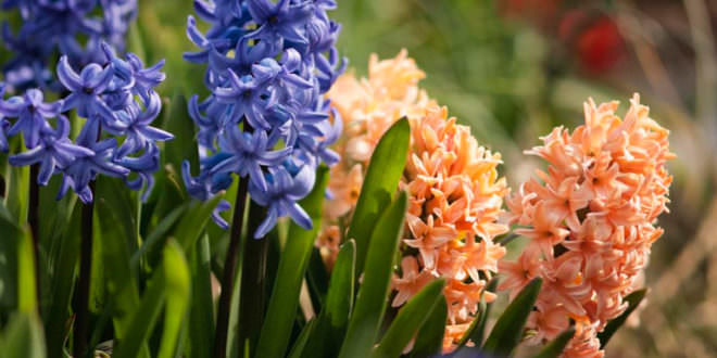 Как правильно хранить луковицы гиацинтов после цветения?