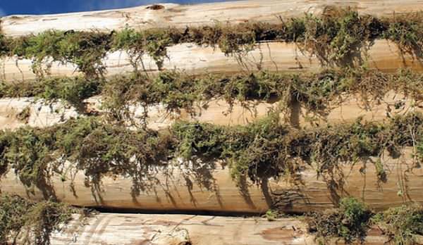 Как правильно конопатить баню: чем лучше проконопатить сруб из бревна, как законопатить паклей, чем протыкать, герметик конопатка джутом, фото и видео – всё о банях