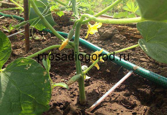 Как правильно осуществлять полив огурцов