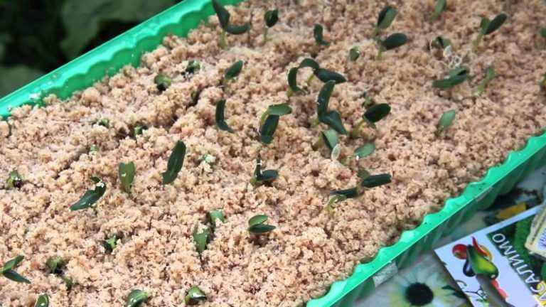 Как правильно осуществлять посадку огурцов в июле в теплицу