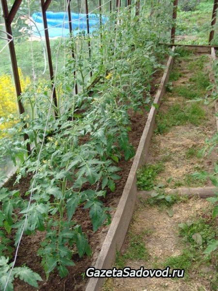 Как правильно пасынковать помидоры