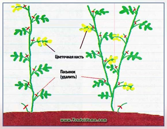 Как правильно пасынковать помидоры
