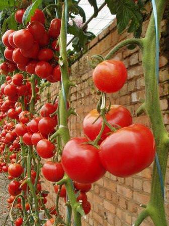 Как правильно подвязывают помидоры