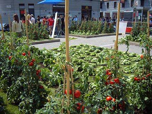 Как правильно подвязывают помидоры