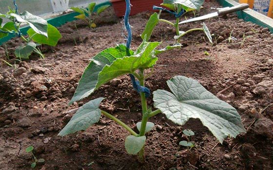 Как правильно подвязывать огурцы