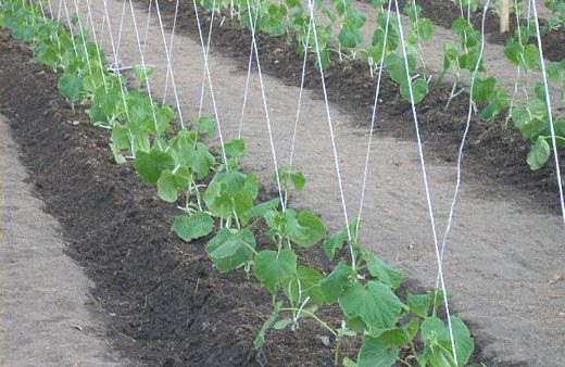 Как правильно подвязывать огурцы
