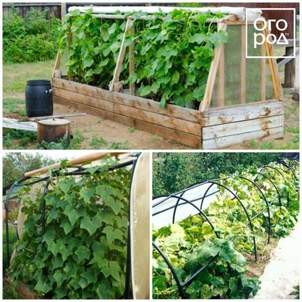 Как правильно подвязывать огурцы