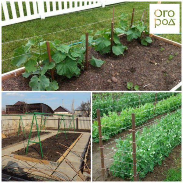 Как правильно подвязывать огурцы