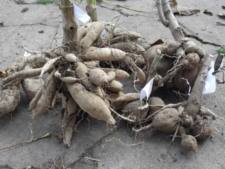 Как правильно проводить черенкование георгин весной?