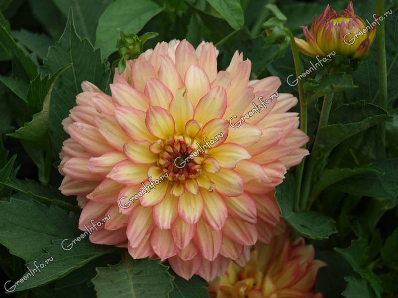 Как правильно проводить черенкование георгин весной?