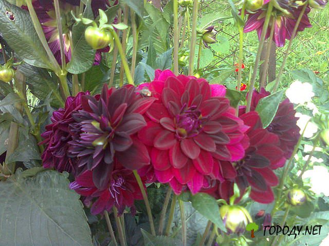 Как правильно проводить черенкование георгин весной?