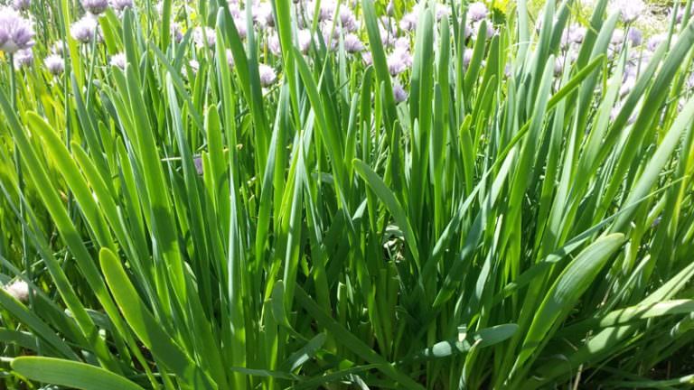 Как правильно реализовать выращивание лука на перо