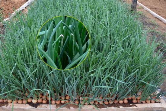 Как правильно реализовать выращивание лука на перо