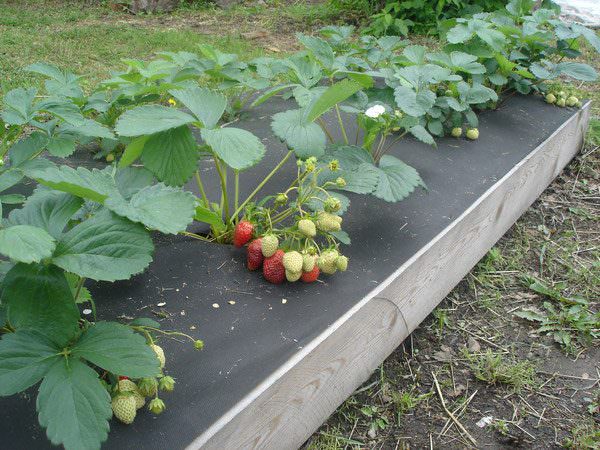 Как правильно сделать грядки для клубники