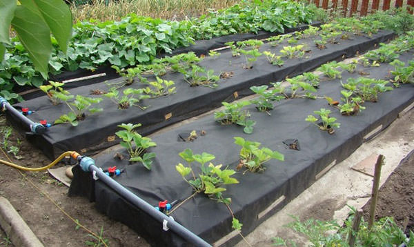 Как правильно сделать грядки для клубники