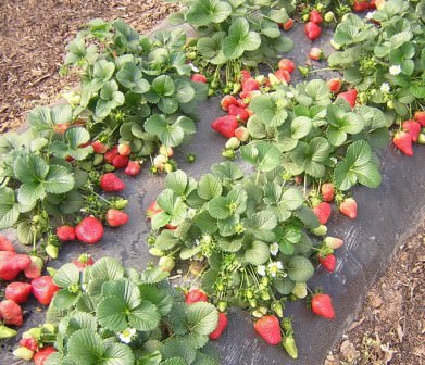 Как правильно сделать грядки для клубники