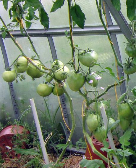 Как правильно удалить лишние листья у помидоров