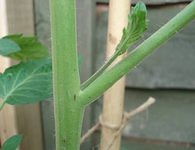 Как правильно удалить лишние листья у помидоров