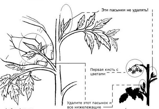 Как правильно удалить лишние листья у помидоров