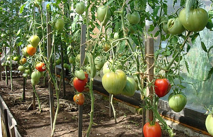 Как правильно удалить лишние листья у помидоров