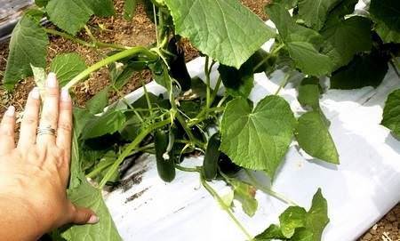 Как правильно выбрать мульчу для огурцов?