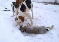 Как правильно выбрать пневматическую винтовку для охоты