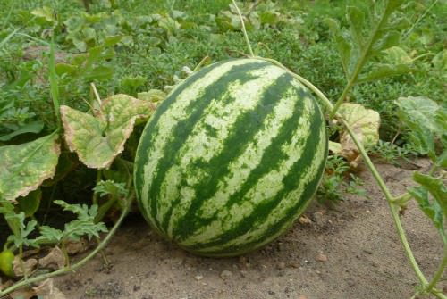 Как правильно выращивать арбузы: технология и секреты