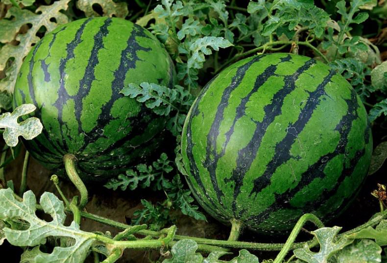 Как правильно выращивать арбузы: технология и секреты