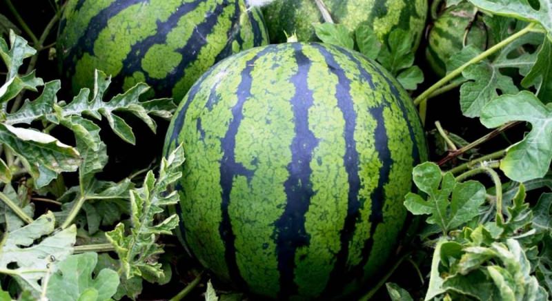 Как правильно выращивать арбузы: технология и секреты