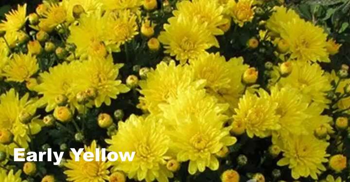 Как правильно выращивать георгины сорта авиньон?