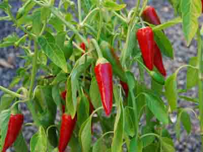 Как правильно выращивать горький перец?