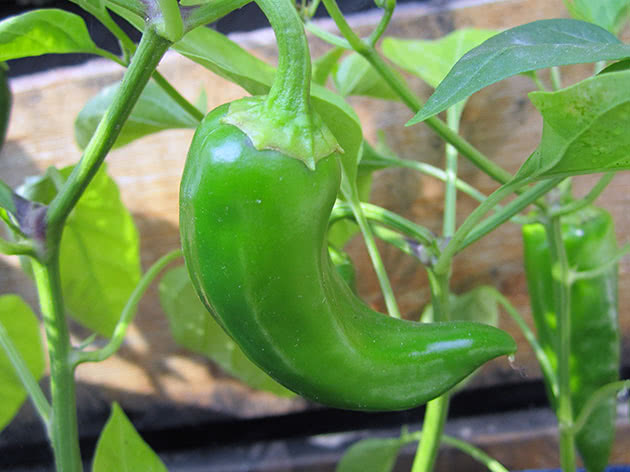 Как правильно выращивать горький перец?