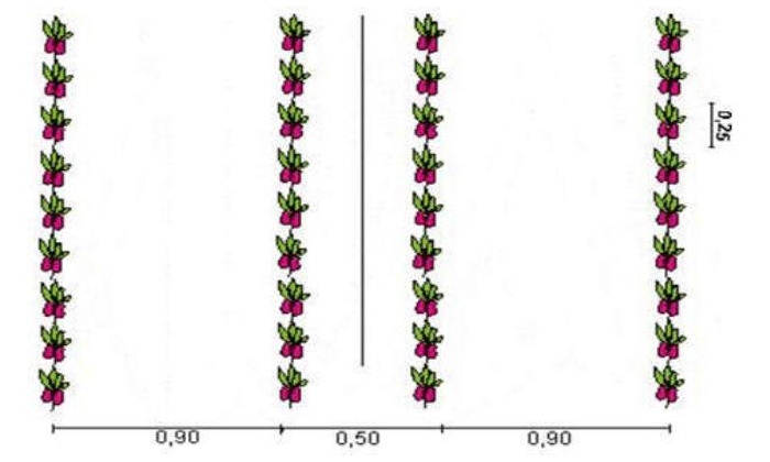 Как правильно выращивать горький перец?