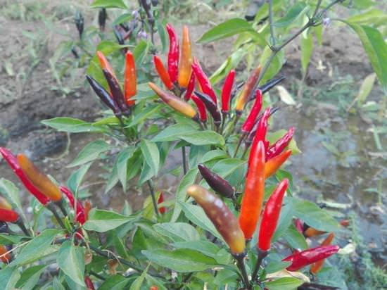 Как правильно выращивать горький перец?