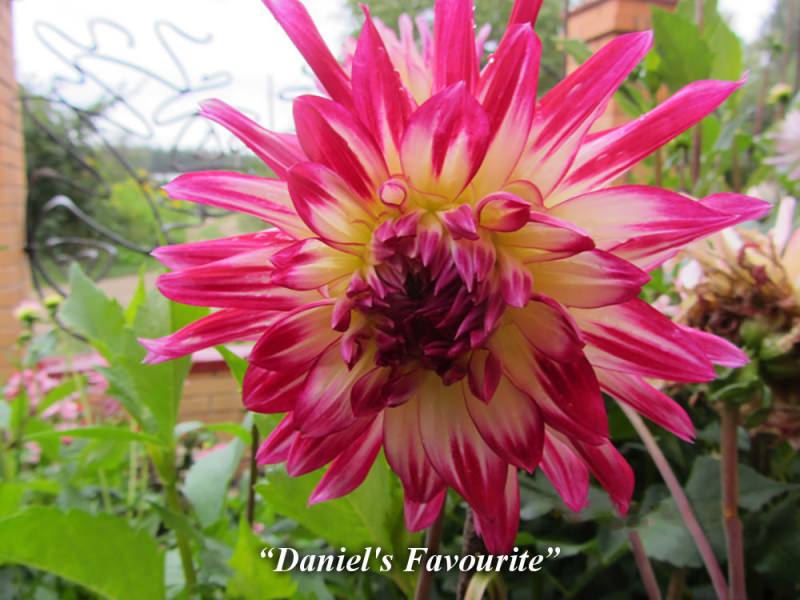 Как правильно выращивать кактусовидные георгины?