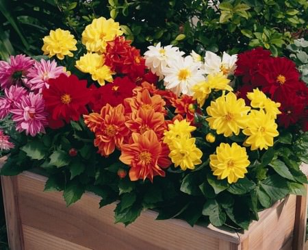 Как правильно выращивать кактусовидные георгины?