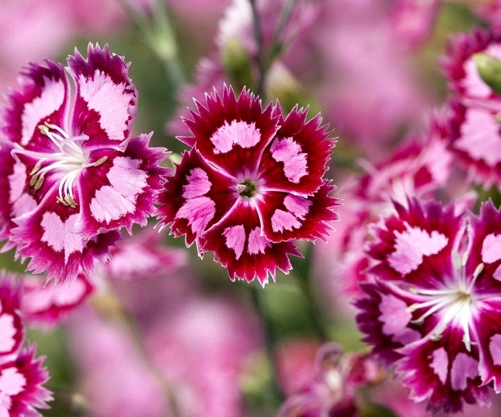 Как правильно выращивать синие гвоздики?