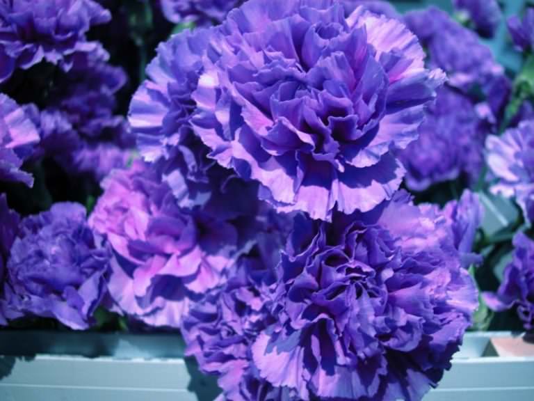 Как правильно выращивать синие гвоздики?