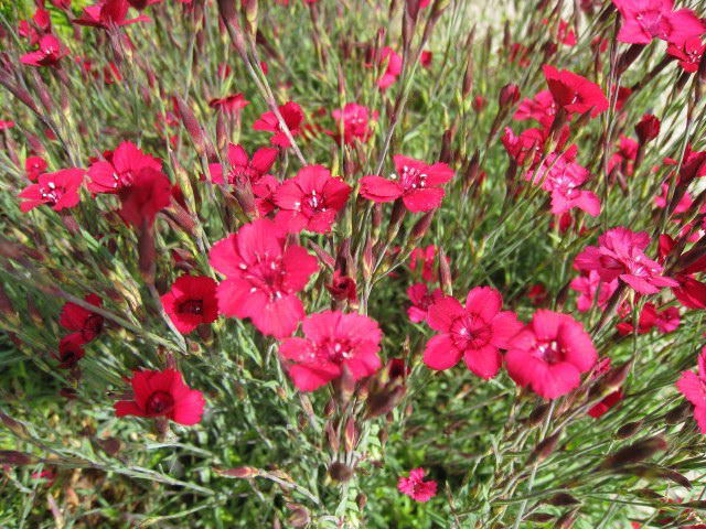 Как правильно выращивать синие гвоздики?