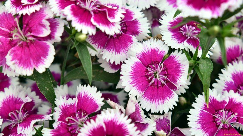 Как правильно выращивать синие гвоздики?