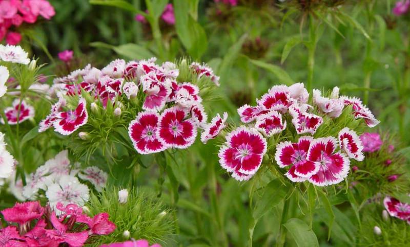 Как правильно выращивать синие гвоздики?