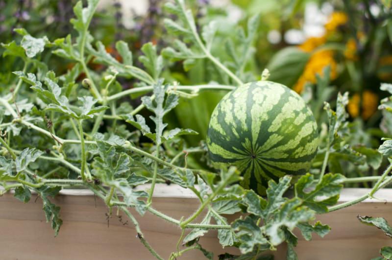 Как правильно вырастить арбуз в домашних условиях