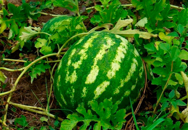 Как правильно вырастить арбуз в домашних условиях
