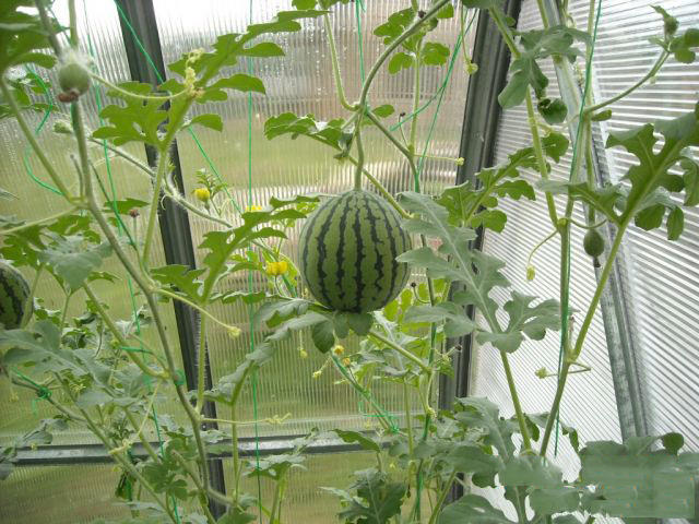 Как правильно вырастить арбуз в домашних условиях