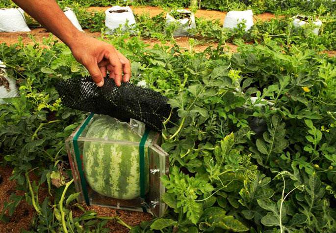Как правильно вырастить арбуз в домашних условиях