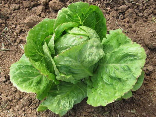 Как правильно вырастить салат айсберг на своем участке?