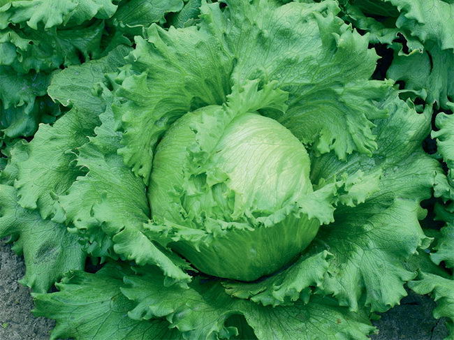 Как правильно вырастить салат айсберг на своем участке?