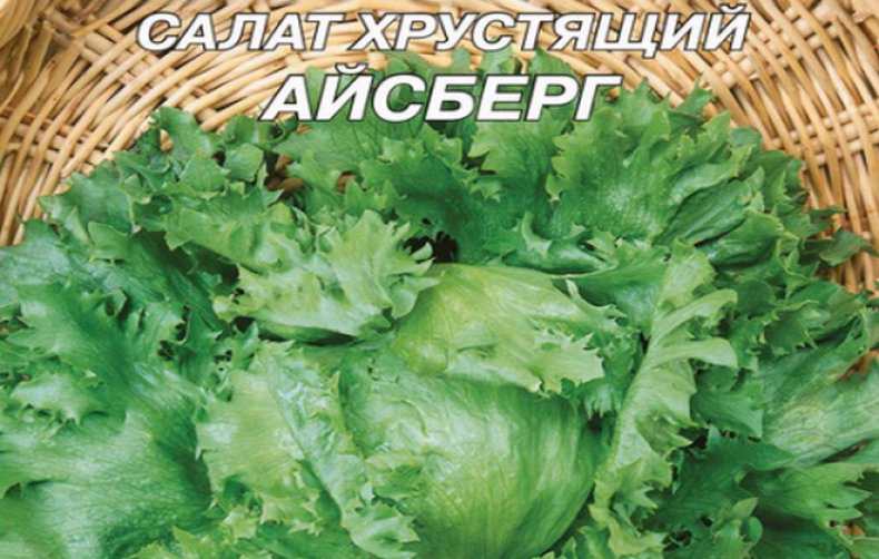 Как правильно вырастить салат айсберг на своем участке?